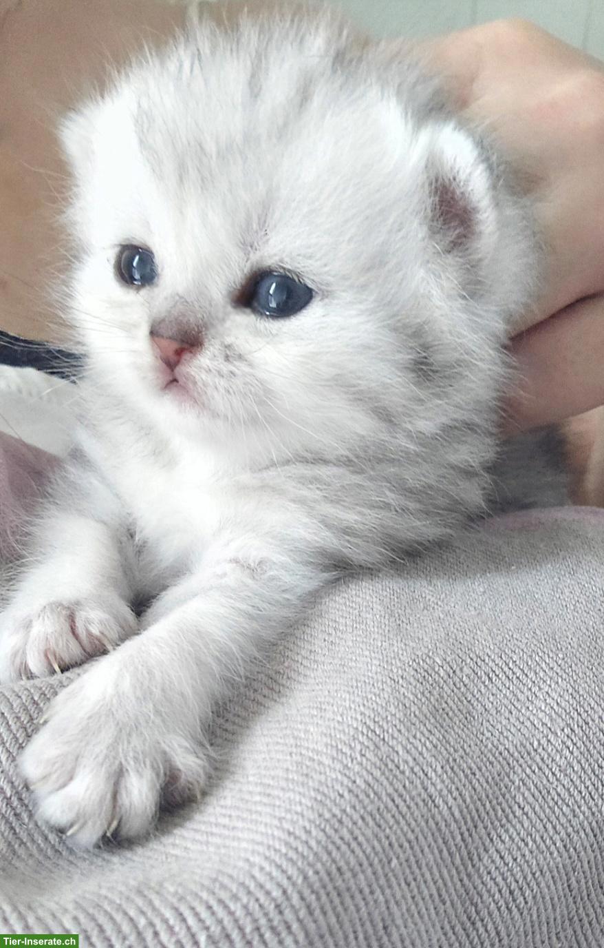 Bild 6: Zauberhafte BKH, BLH Kitten Silver-Chinchilla