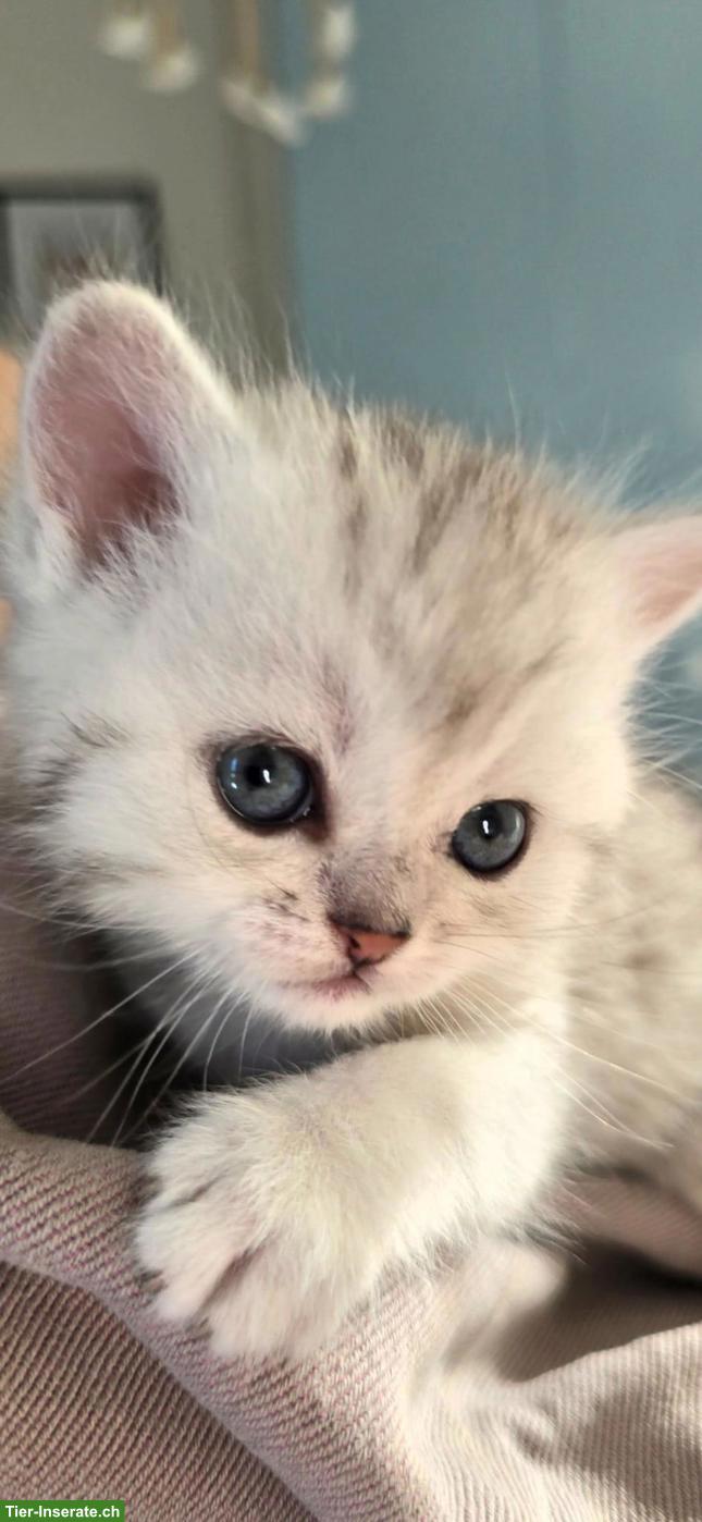 Bild 7: Zauberhafte BKH, BLH Kitten Silver-Chinchilla