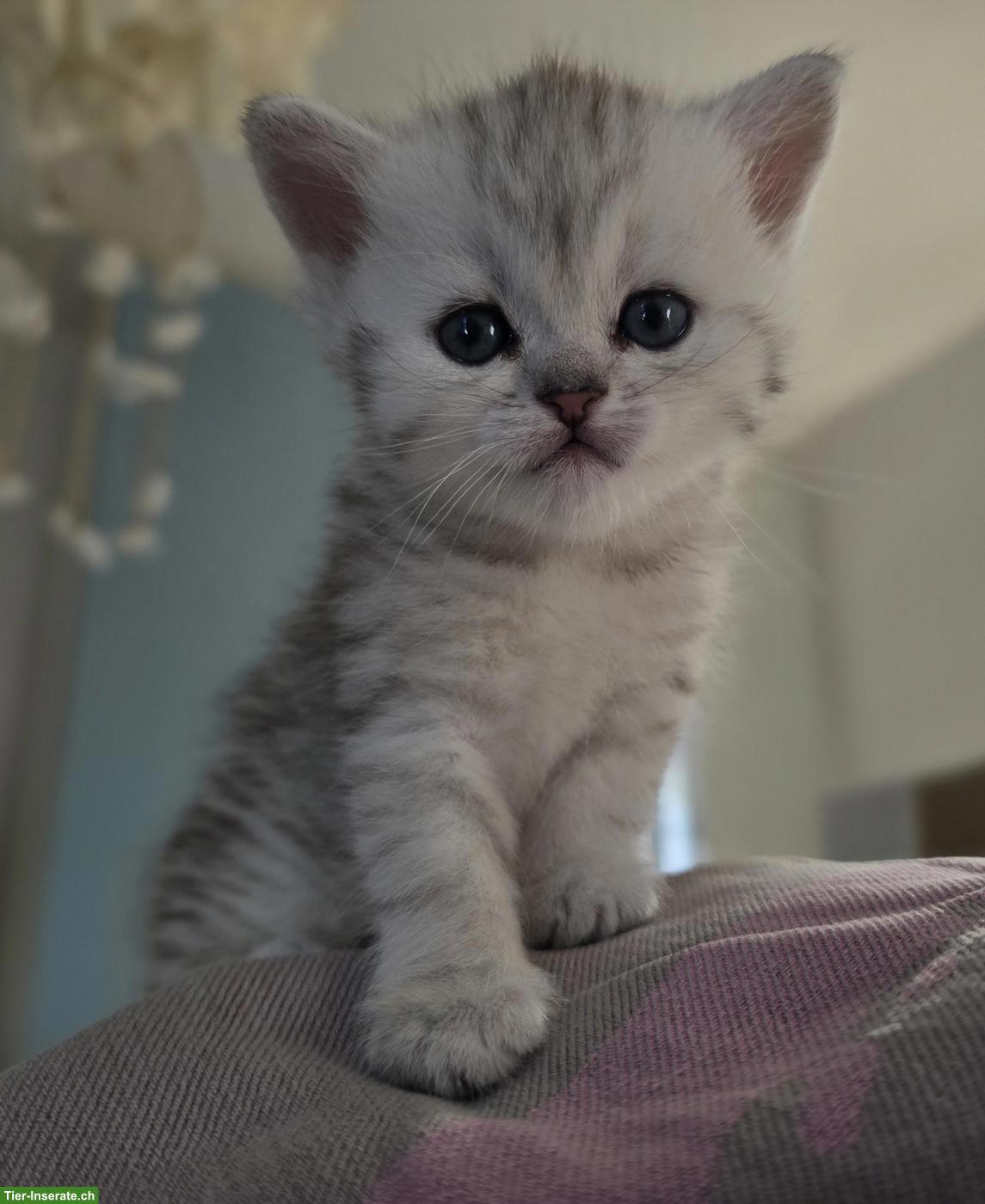 Bild 8: Zauberhafte BKH, BLH Kitten Silver-Chinchilla