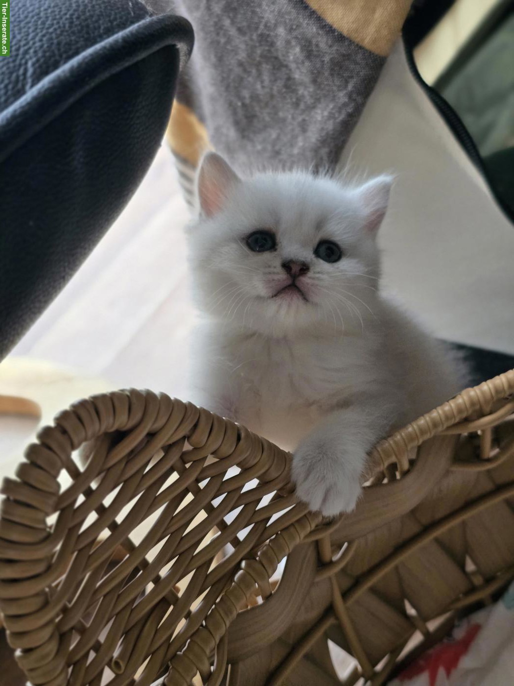 Bild 9: Zauberhafte BKH, BLH Kitten Silver-Chinchilla