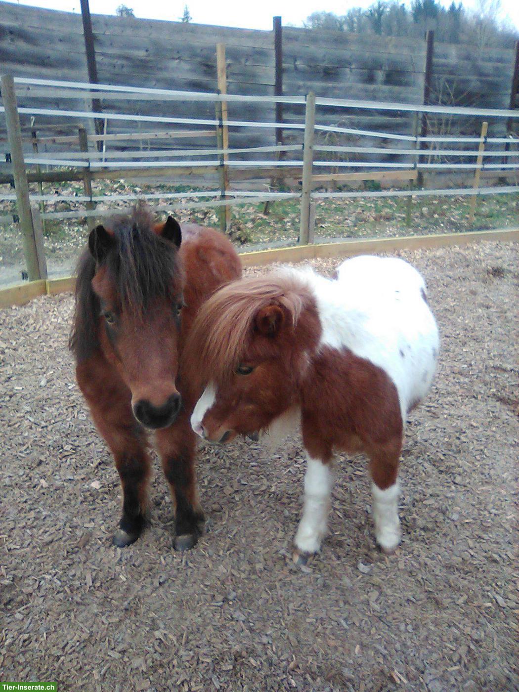 Pflegebeteiligung für 2 American Miniature Horses in 8957 Spreitenbach