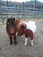 Pflegebeteiligung für 2 American Miniature Horses in 8957 Spreitenbach
