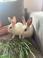 Junge Kaninchen zu verkaufen