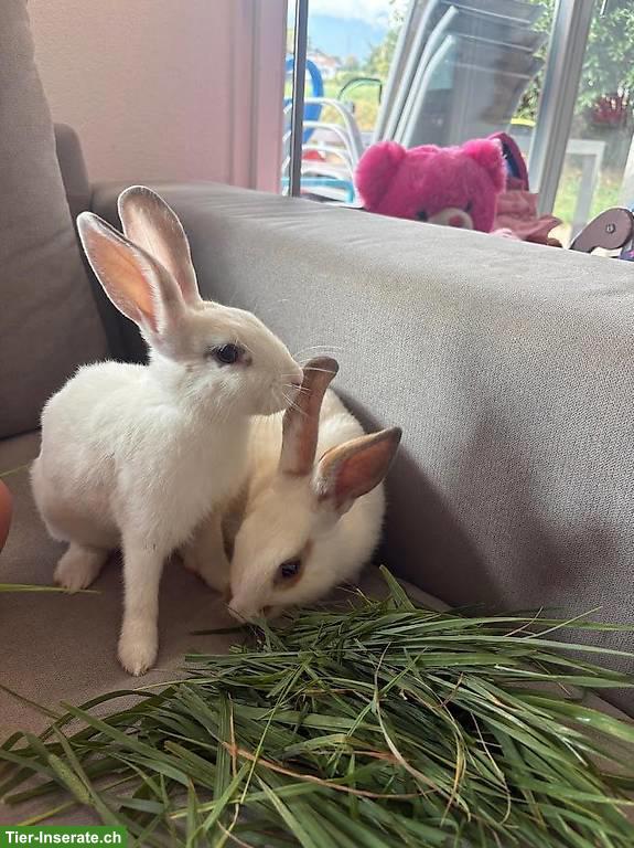 Bild 2: Junge Kaninchen zu verkaufen