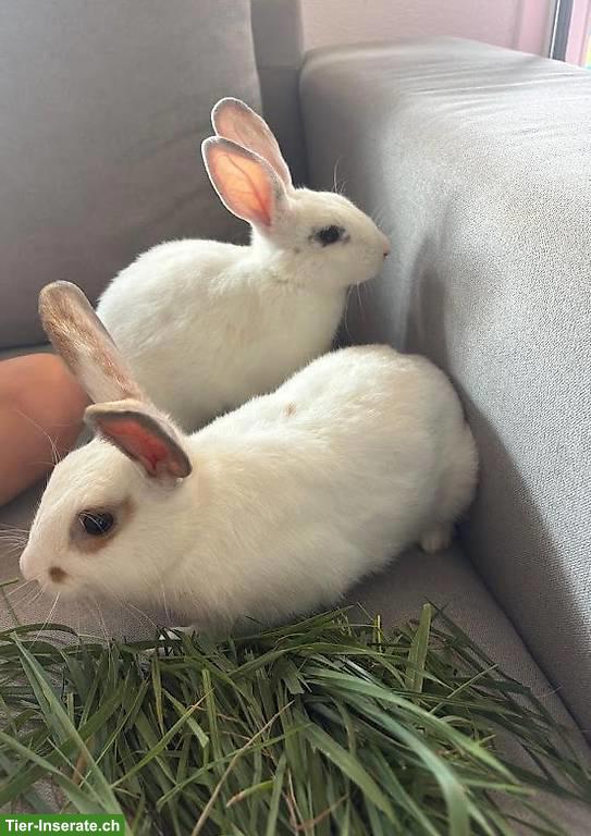 Bild 4: Junge Kaninchen zu verkaufen