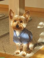 Yorkshire Terrier Deckrüde (3J. / 3.2kg) St. Gallen