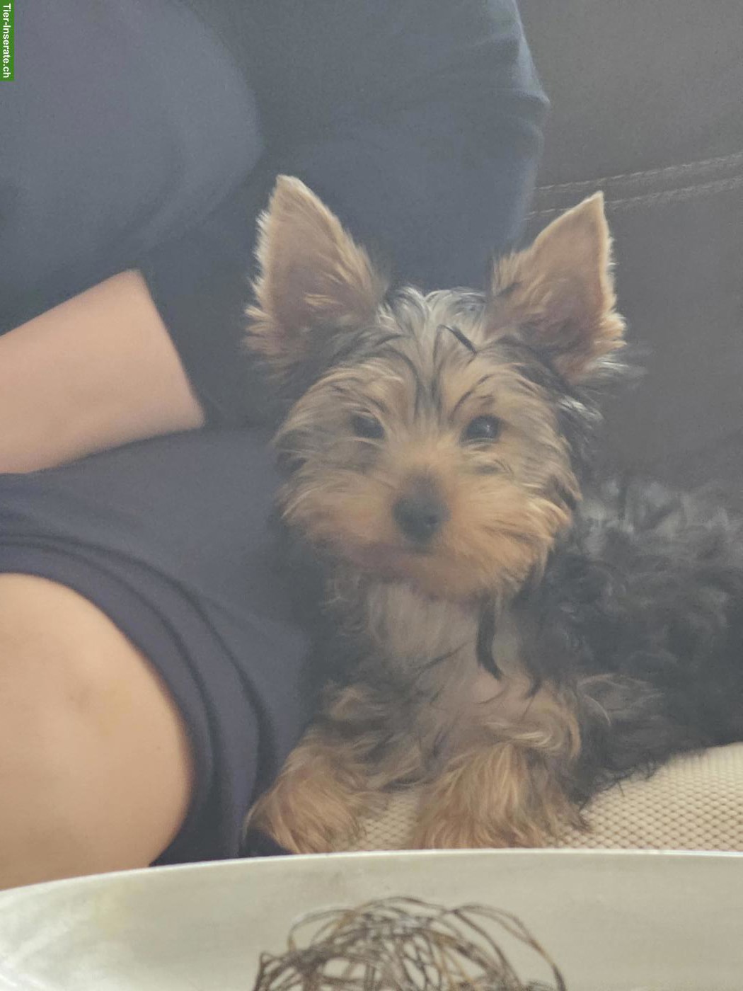 Bild 2: Yorkshire Terrier Deckrüde (3J. / 3.2kg) St. Gallen