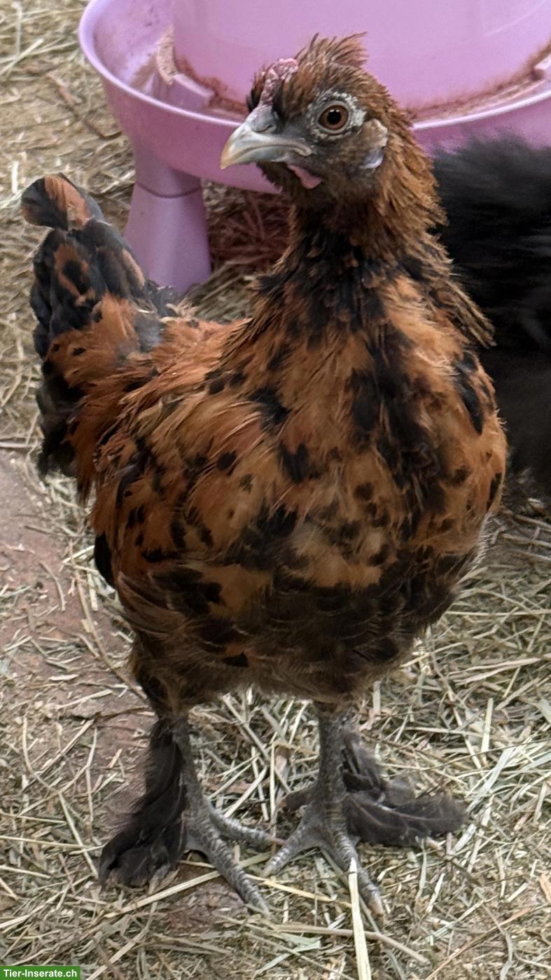 Serama Mix Hahn sucht Hühnerschar