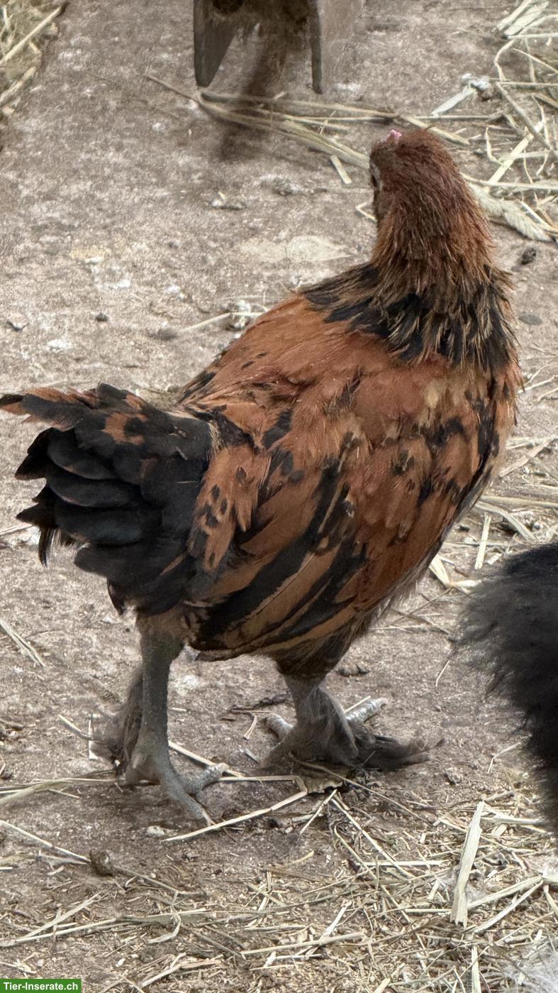 Bild 3: Serama Mix Hahn sucht Hühnerschar