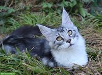 Traumhafte Maine Coon Kitten suchen ein neues Zuhause