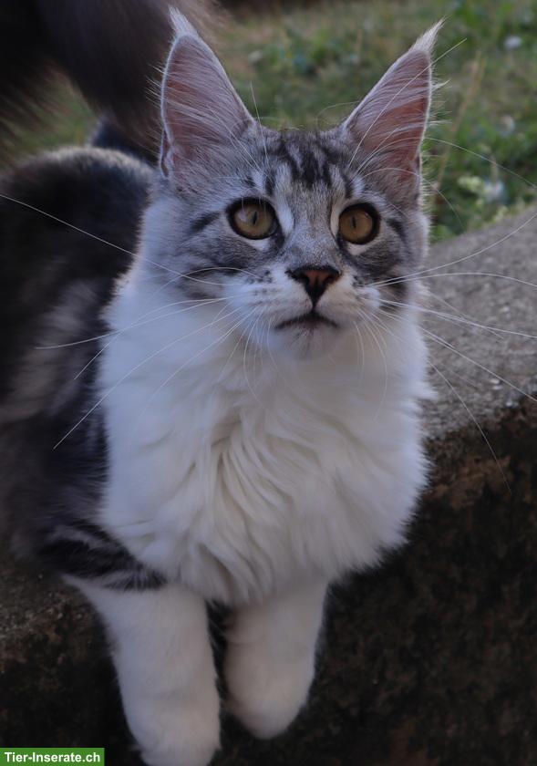 Bild 2: Traumhafte Maine Coon Kitten suchen ein neues Zuhause