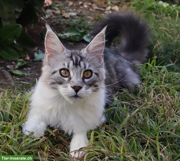 Bild 3: Traumhafte Maine Coon Kitten suchen ein neues Zuhause