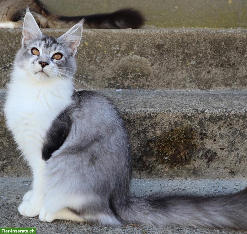 Bild 4: Traumhafte Maine Coon Kitten suchen ein neues Zuhause