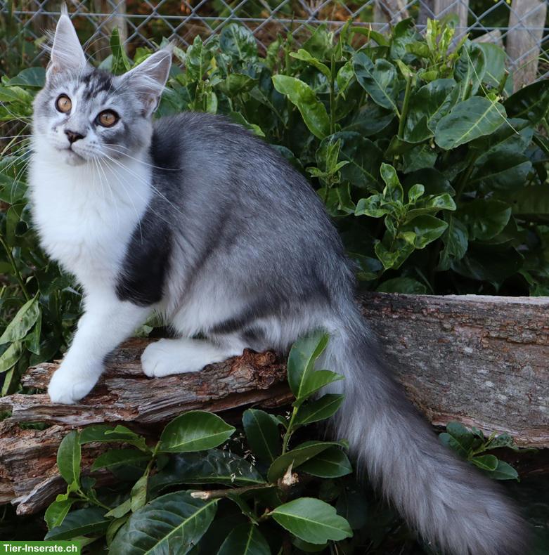 Bild 6: Traumhafte Maine Coon Kitten suchen ein neues Zuhause
