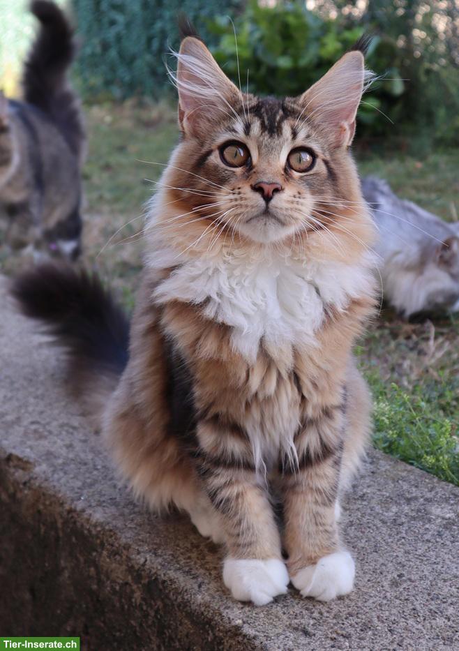 Bild 7: Traumhafte Maine Coon Kitten suchen ein neues Zuhause