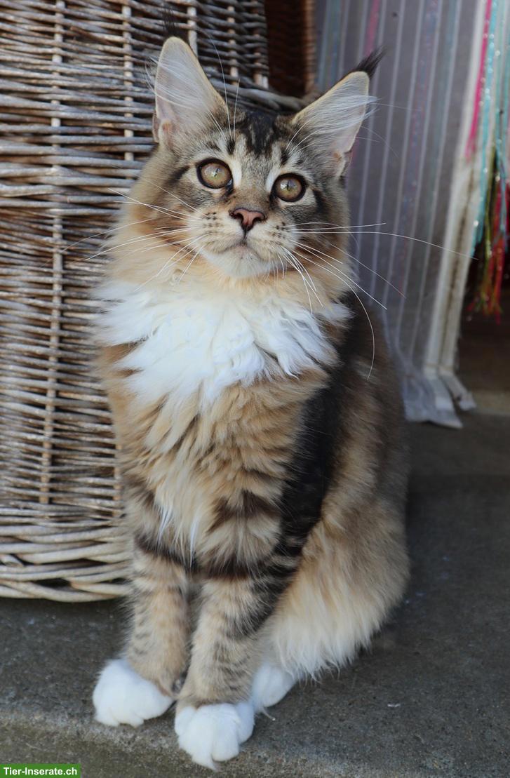 Bild 8: Traumhafte Maine Coon Kitten suchen ein neues Zuhause