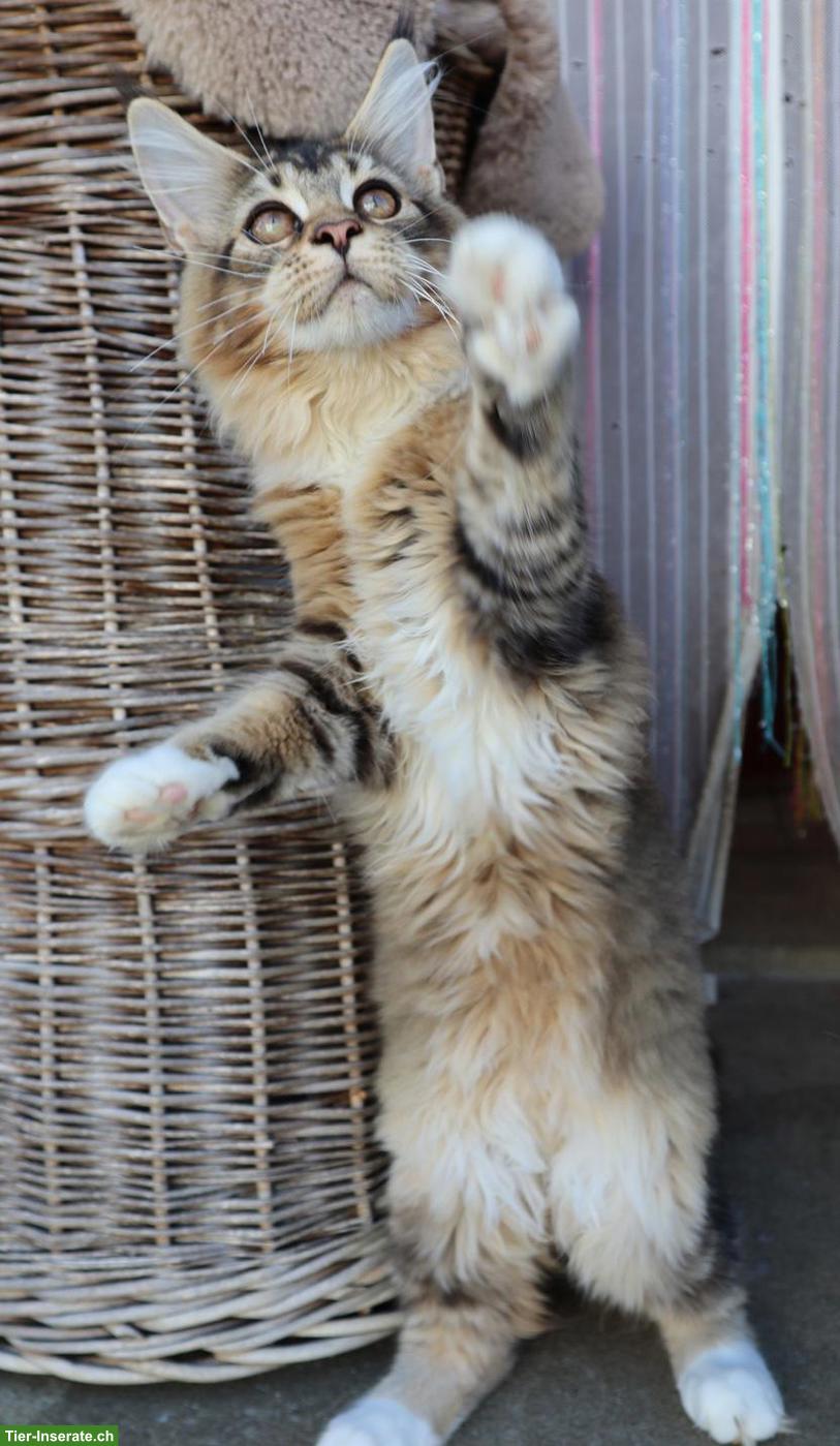 Bild 9: Traumhafte Maine Coon Kitten suchen ein neues Zuhause