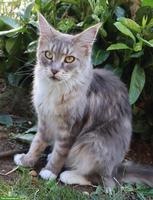 Maine Coon Katze, ruhiges und anhängliches Mädchen