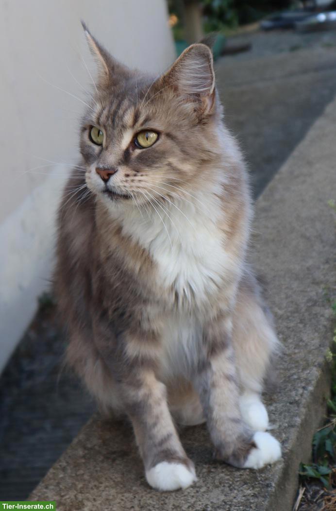 Bild 2: Maine Coon Katze, ruhiges und anhängliches Mädchen