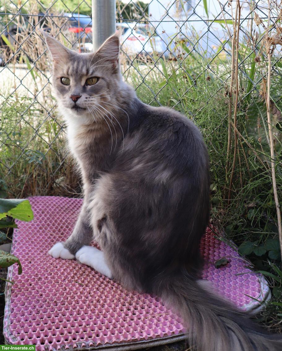 Bild 3: Maine Coon Katze, ruhiges und anhängliches Mädchen