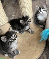 Maine Coon x BKH Kitten suchen Ihr Plätzli