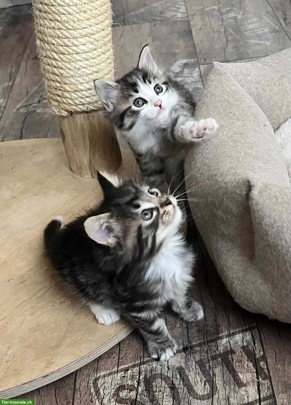 Bild 2: Maine Coon x BKH Kitten suchen Ihr Plätzli
