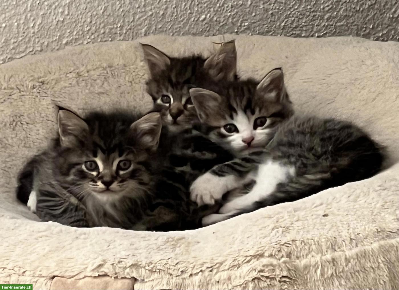 Bild 3: Maine Coon x BKH Kitten suchen Ihr Plätzli