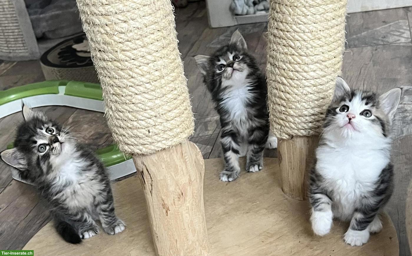 Bild 4: Maine Coon x BKH Kitten suchen Ihr Plätzli