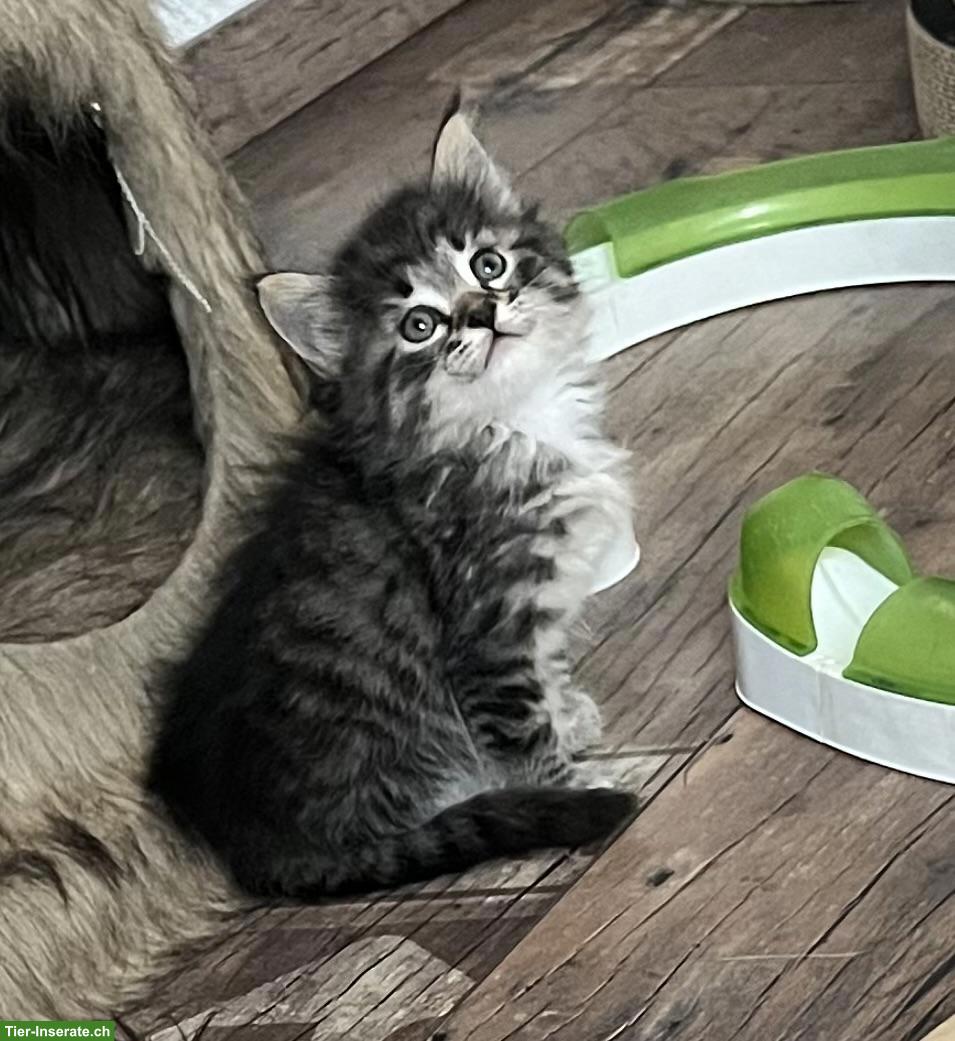 Bild 5: Maine Coon x BKH Kitten suchen Ihr Plätzli