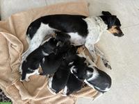 Jack Russell Terrier Welpen (Ratier du Jura)