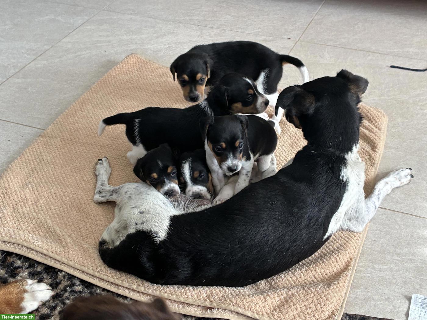 Bild 2: Jack Russell Terrier Welpen (Ratier du Jura)