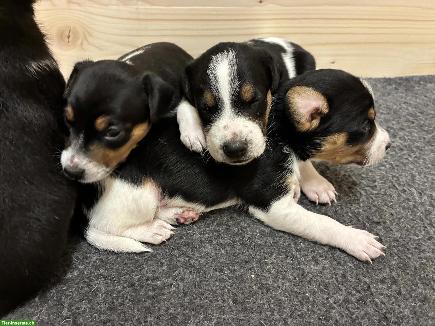 Bild 3: Jack Russell Terrier Welpen (Ratier du Jura)