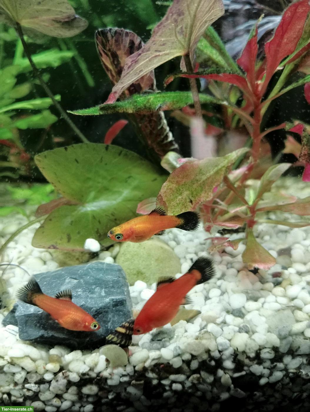 Bild 2: Junge Platys zu verkaufen