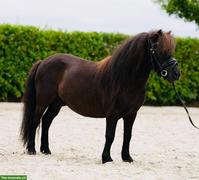 7-jähriger Shetlandpony Wallach, geritten