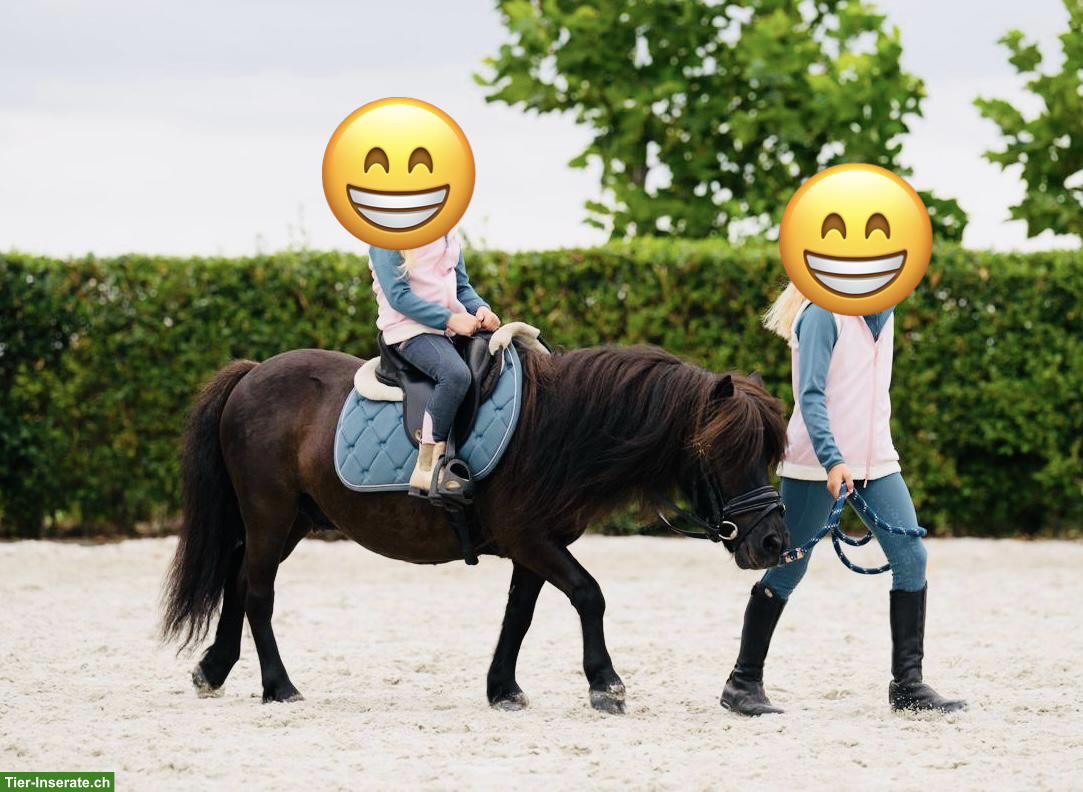 Bild 2: 7-jähriger Shetlandpony Wallach, geritten