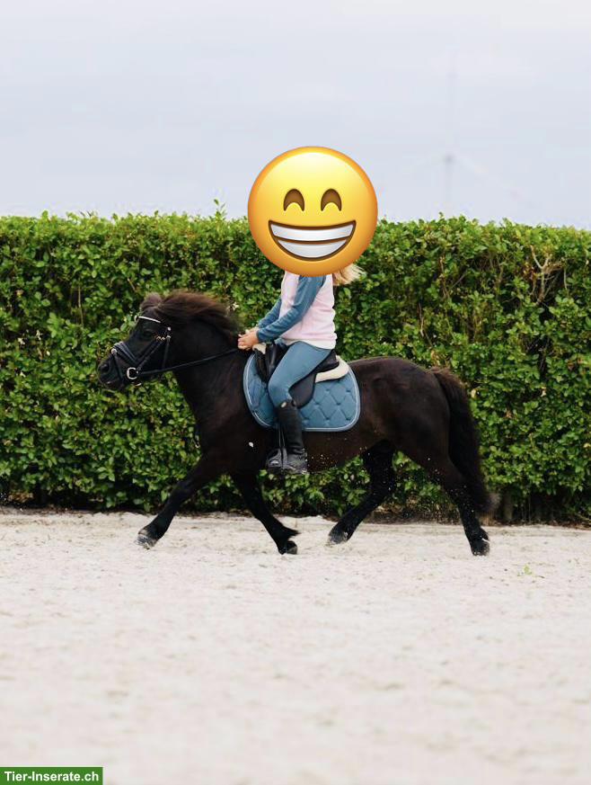 Bild 3: 7-jähriger Shetlandpony Wallach, geritten