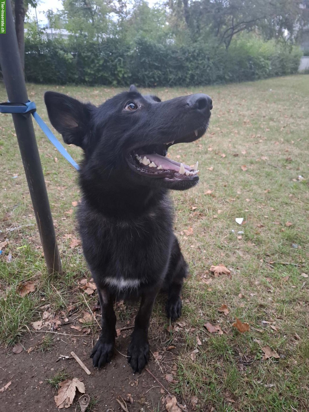 Bild 2: Junger Schäferhund Rüden abzugeben