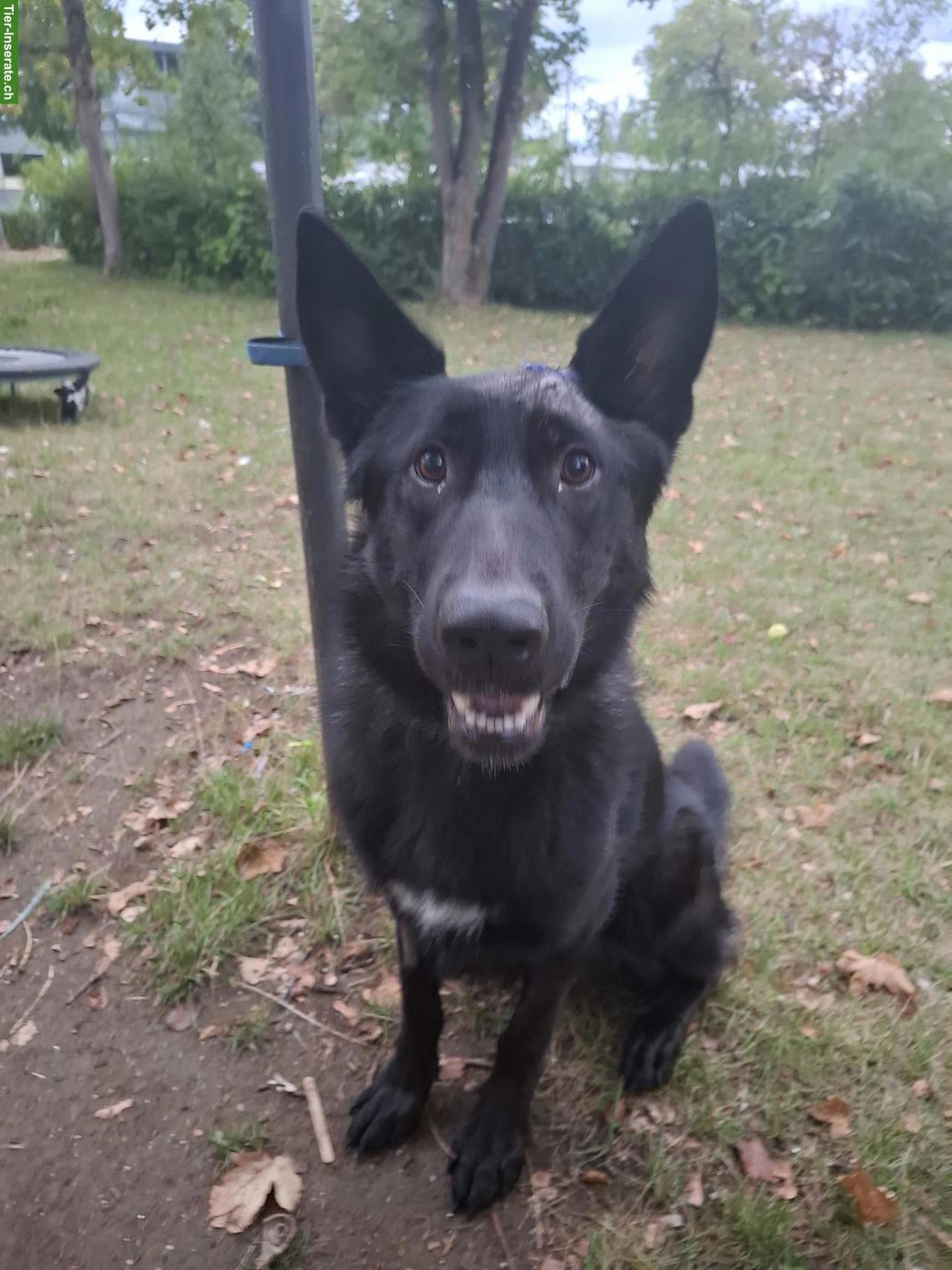 Bild 3: Junger Schäferhund Rüden abzugeben