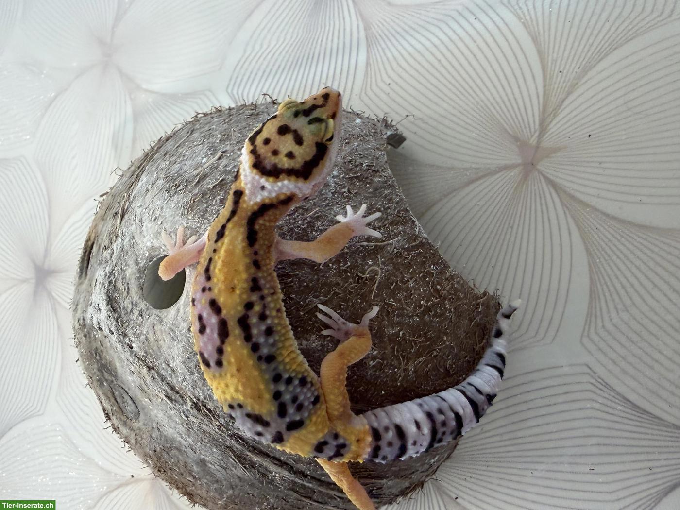Leopardgeckos Nachzucht 2026 aus der Schweiz