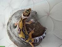Leopardgeckos Nachzucht 2026 aus der Schweiz
