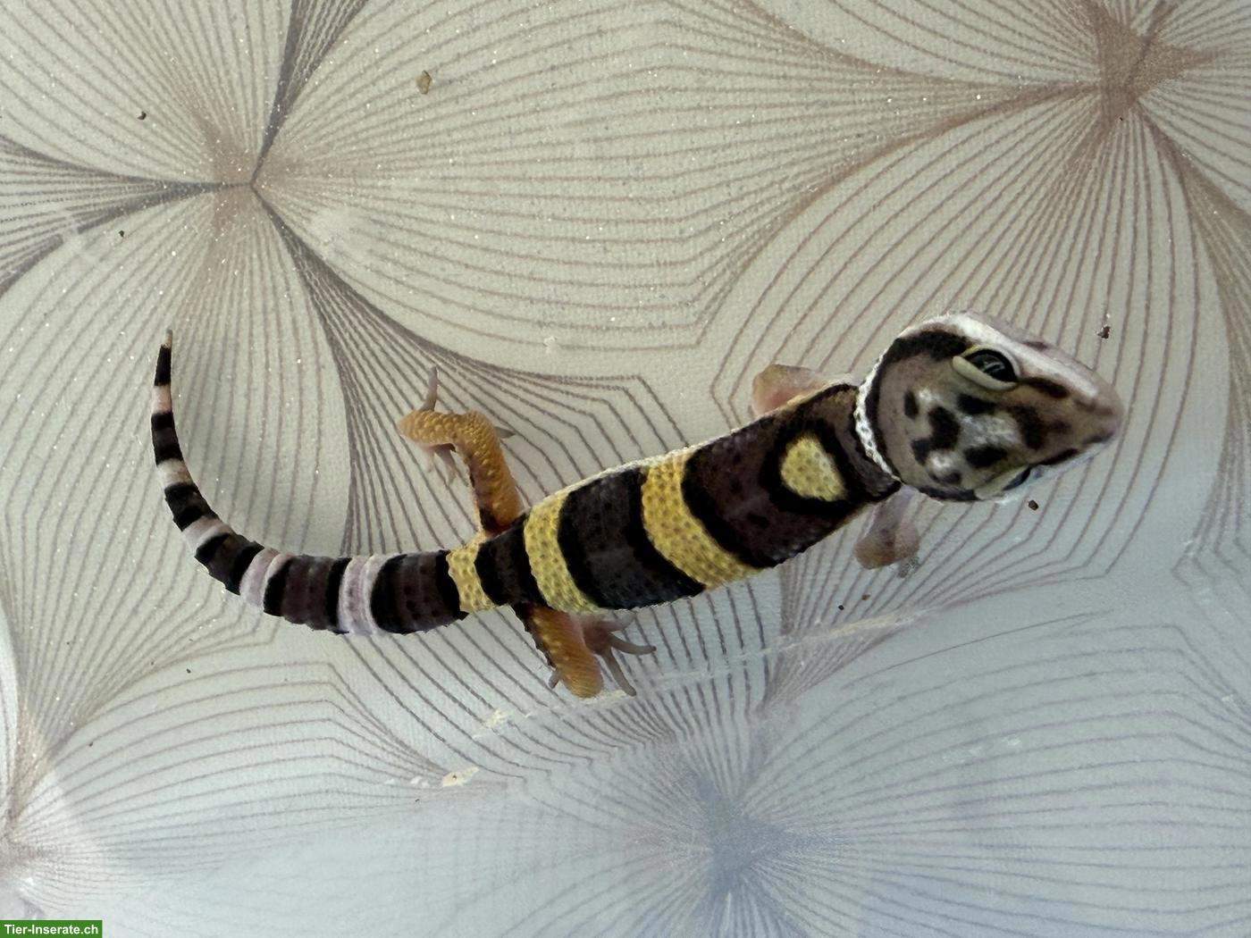 Bild 10: Leopardgeckos Nachzucht 2026 aus der Schweiz