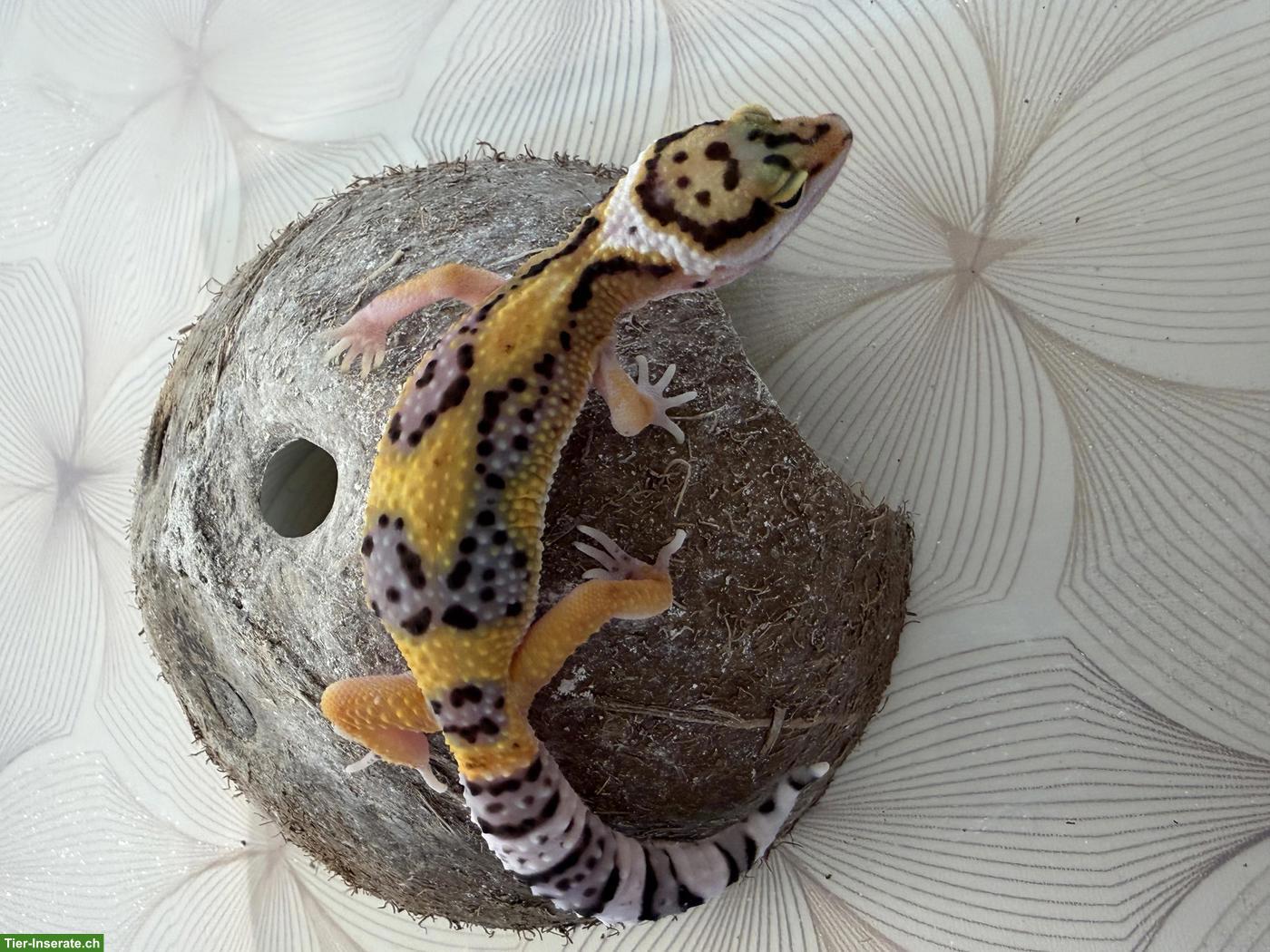 Bild 2: Leopardgeckos Nachzucht 2026 aus der Schweiz