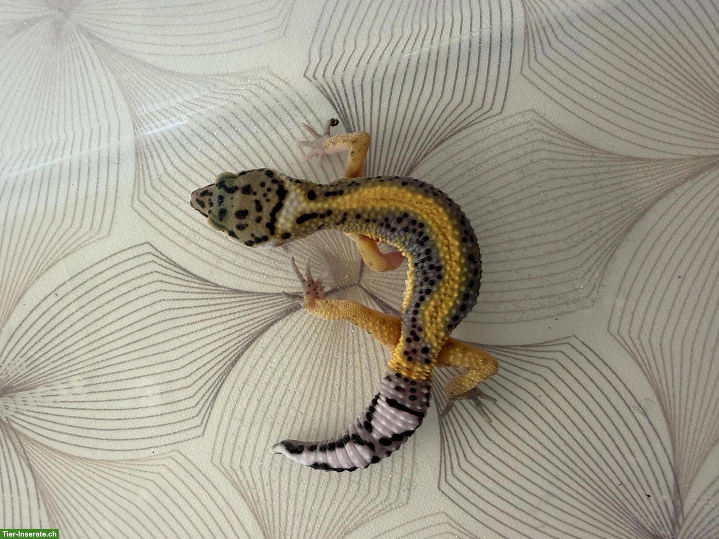Bild 3: Leopardgeckos Nachzucht 2026 aus der Schweiz