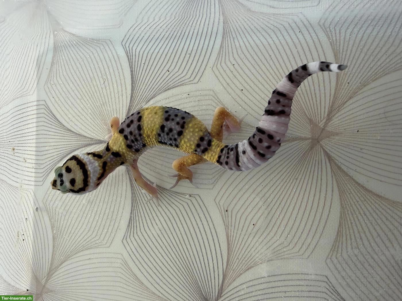 Bild 4: Leopardgeckos Nachzucht 2026 aus der Schweiz