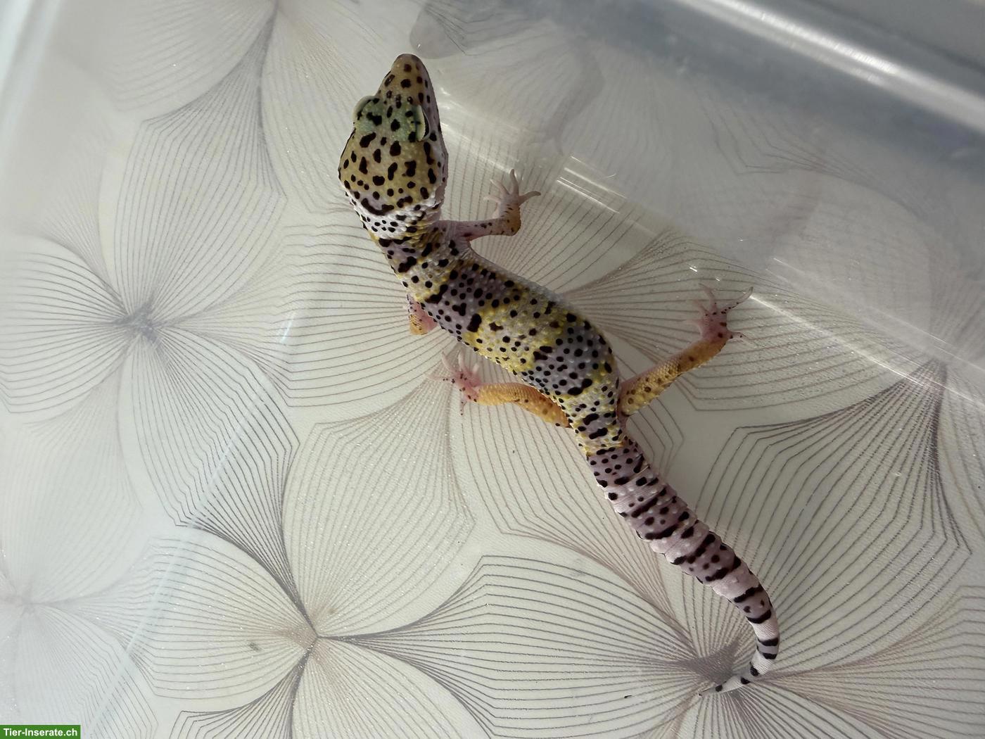 Bild 5: Leopardgeckos Nachzucht 2026 aus der Schweiz