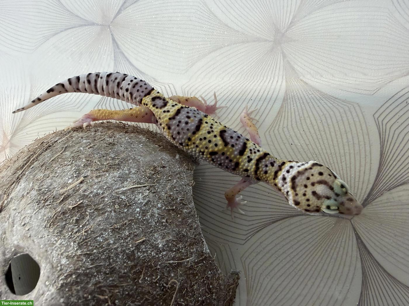 Bild 6: Leopardgeckos Nachzucht 2026 aus der Schweiz