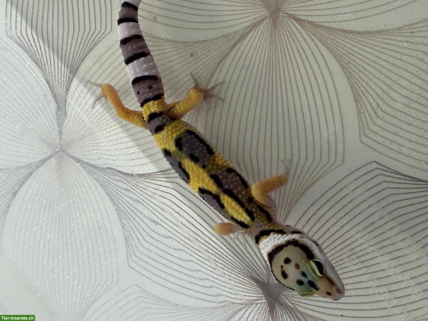 Bild 7: Leopardgeckos Nachzucht 2026 aus der Schweiz