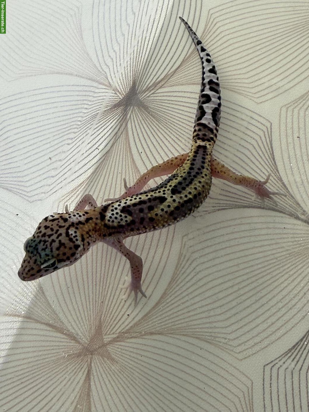 Bild 8: Leopardgeckos Nachzucht 2026 aus der Schweiz