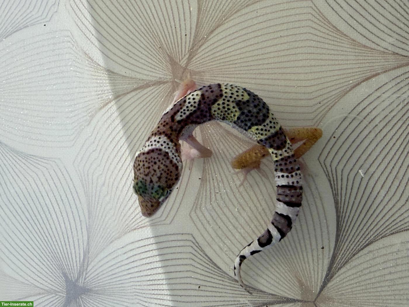 Bild 9: Leopardgeckos Nachzucht 2026 aus der Schweiz