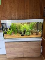 Aquarium Eheim incpiria 430 mit allem Zubehör